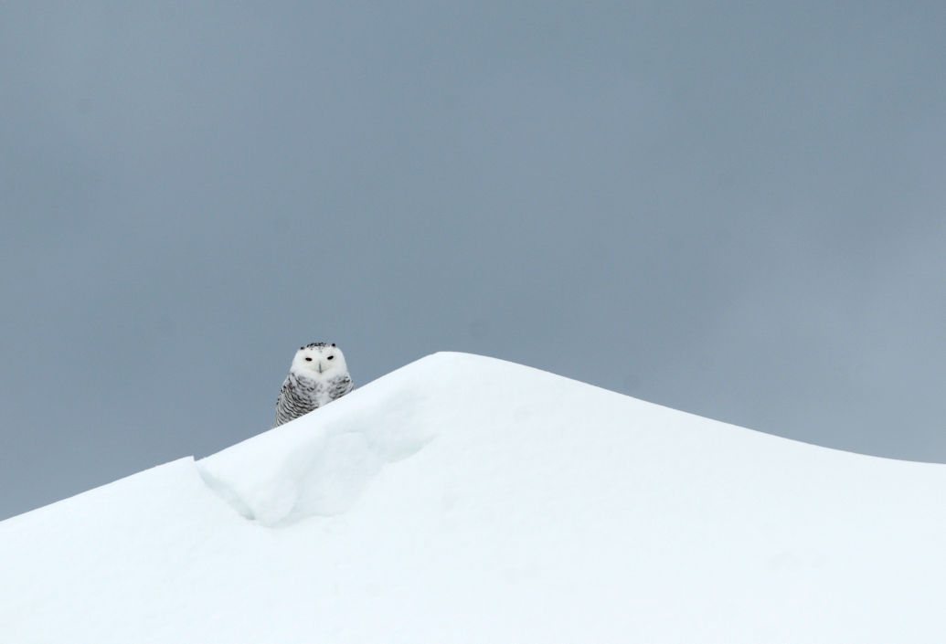 A snowy owl